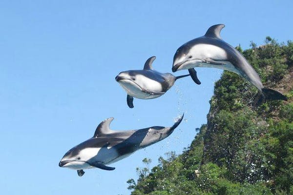 クジラ 5%割引】太地町立くじらの博物館｜割引チケット・クーポンならアソビュー！