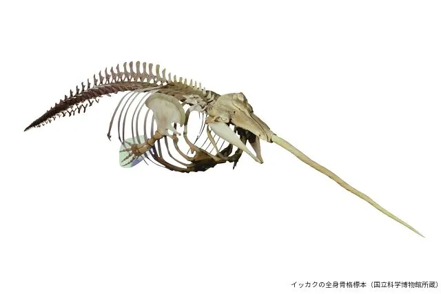 当日券】特別展「大哺乳類展3－わけてつなげて大行進」＠国立科学
