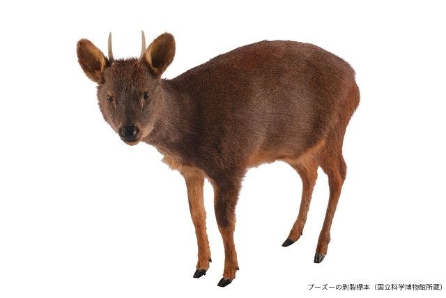 平日限定音声ガイドセット券】特別展 「大哺乳類展3－わけてつなげて