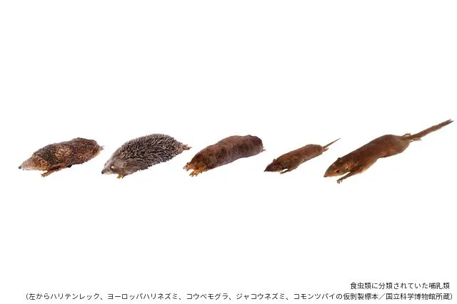 平日限定音声ガイドセット券】特別展 「大哺乳類展3－わけてつなげて
