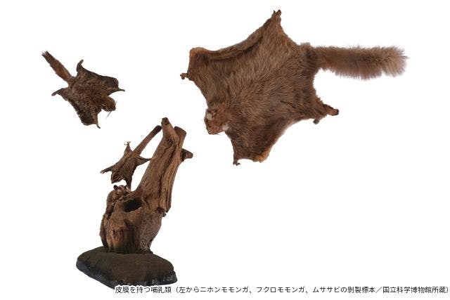 平日限定音声ガイドセット券】特別展 「大哺乳類展3－わけて