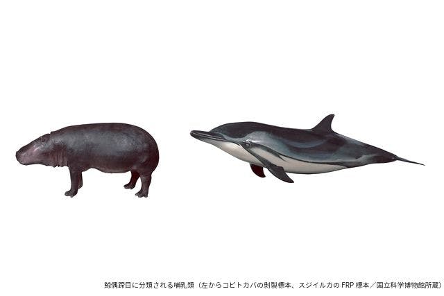 平日限定音声ガイドセット券】特別展 「大哺乳類展3－わけてつなげて