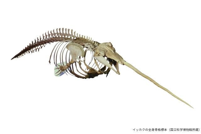 平日限定音声ガイドセット券】特別展 「大哺乳類展3－わけてつなげて