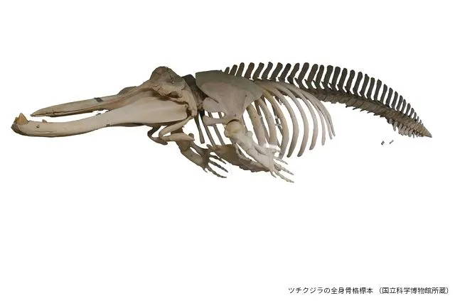平日限定音声ガイドセット券】特別展 「大哺乳類展3－わけてつなげて