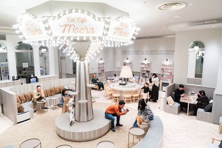 猫カフェモカ　イオンモール高崎店