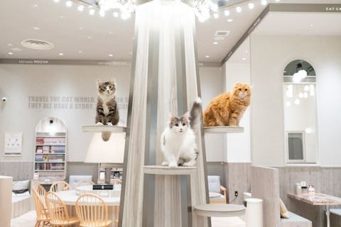 超特割！【平日限定・20%割引】猫カフェモカ イオンモール高崎店　入場チケット（ドリンクバー・猫のおやつ）