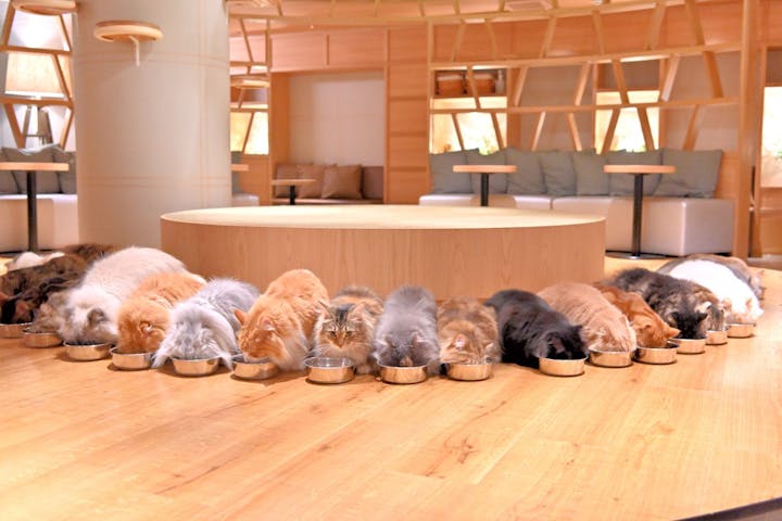 猫カフェモカ　名古屋則武新町店