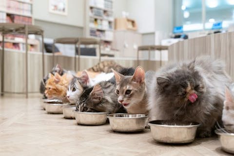 超特割！【18%割引】猫カフェモカ イオンモール太田店入場クーポン（ドリンクバー・猫ちゃん用おやつ）