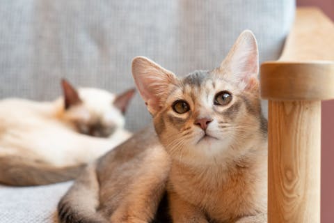 超特割！【平日限定・20%割引】猫カフェモカ イオンモール太田店　入場チケット（ドリンクバー・猫のおやつ）