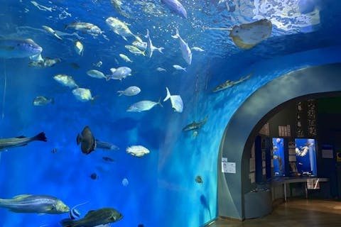 浜名湖体験学習施設ウォット　入館チケット