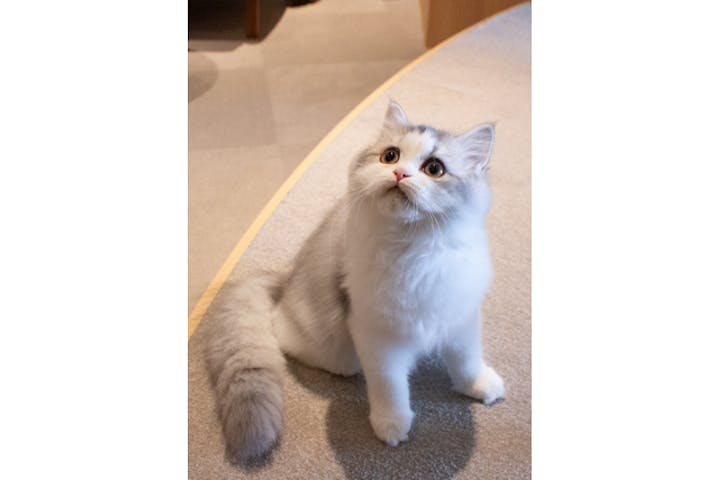 猫カフェモカ　神戸三宮店