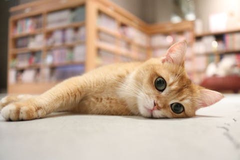 【18%割引】猫カフェモカ　神戸三宮店　入場チケット（ドリンクバー・猫ちゃん用おやつ）