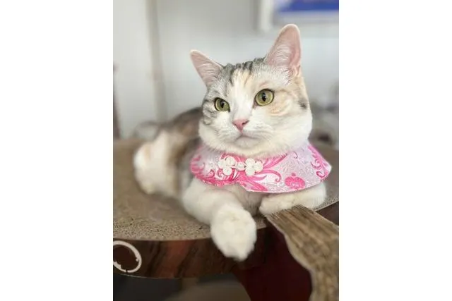 額縁ご確認ページ　アンティークwax（山吹色）よりそい猫　にゃんこアタック にゃんこカラーシート | 株式会社 ヤサカ