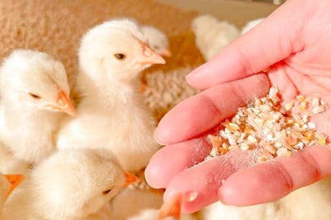 【ヒヨコのおやつ付(100円相当)】 Moff animal cafe イオンモール名取店利用券