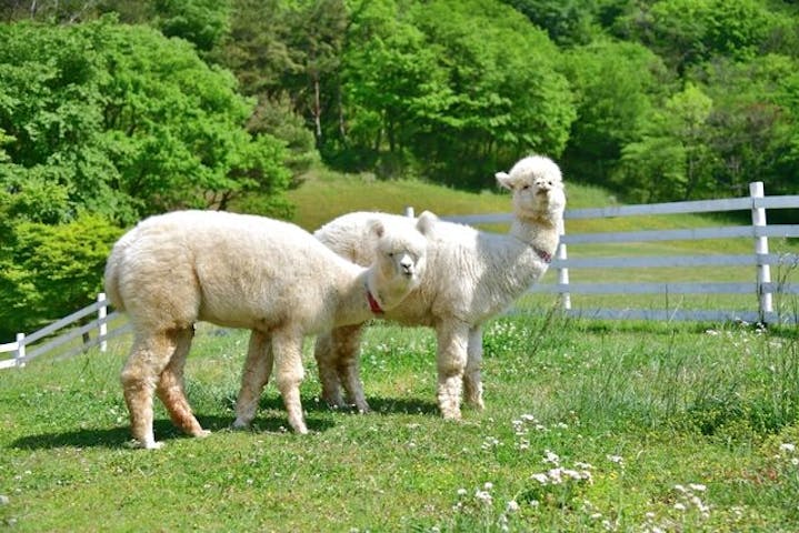 神崎農村公園ヨーデルの森