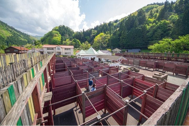 ランズボローメイズ 匹見