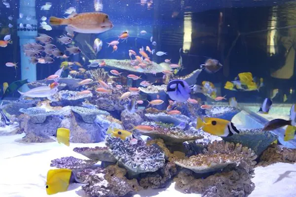 日本最大級・深海生物の水槽爆誕！「竹島水族館」入場チケット