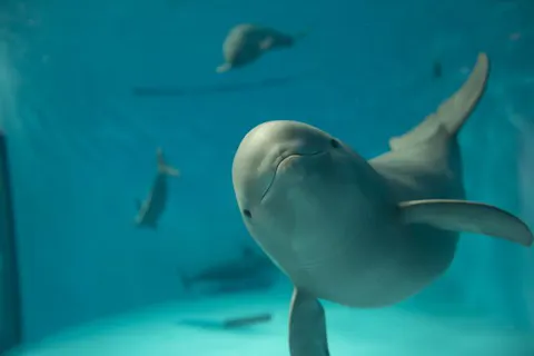 みやじマリン宮島水族館　電子前売り入館チケット