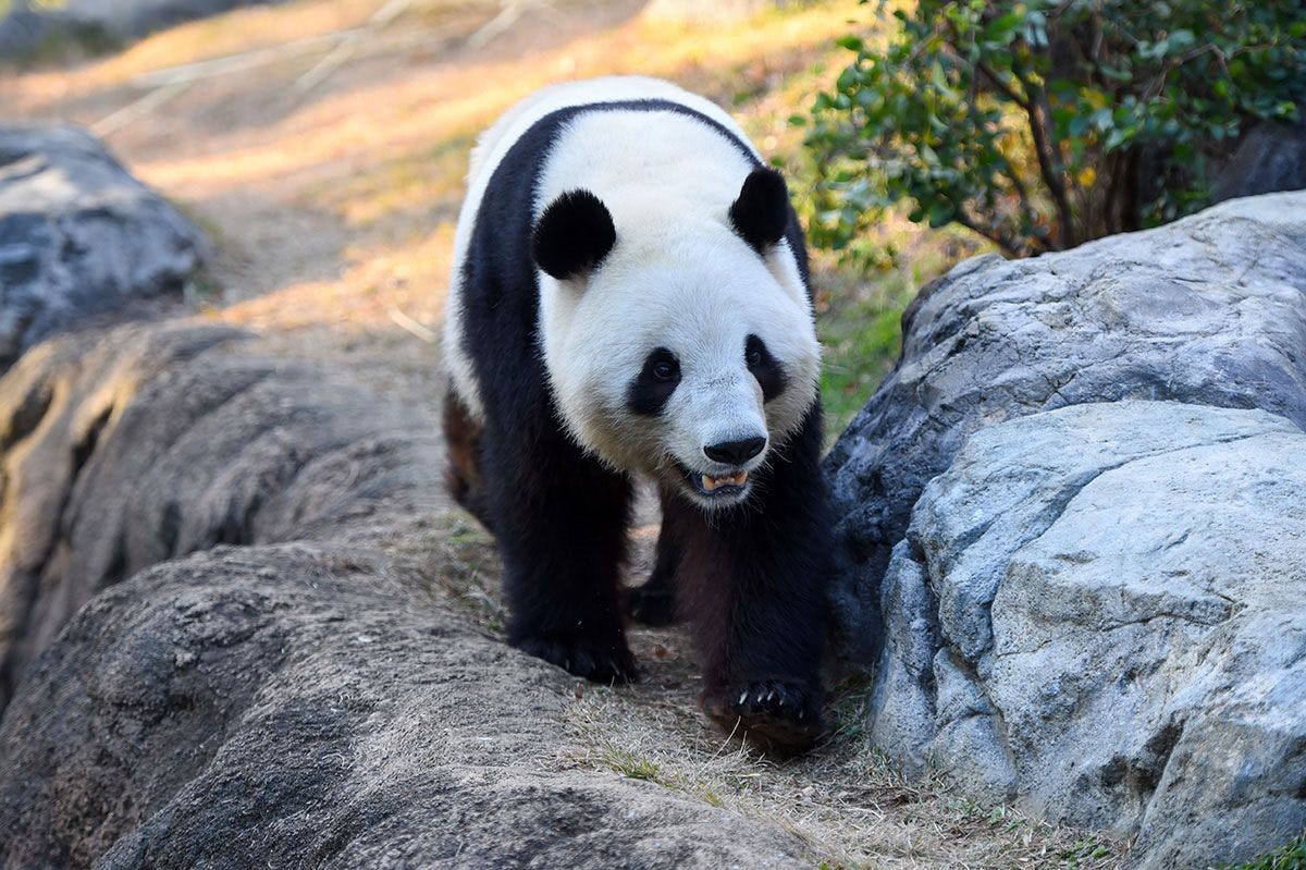 1月12日】上野動物園 パンダ観覧予約券 - 恩賜上野動物園