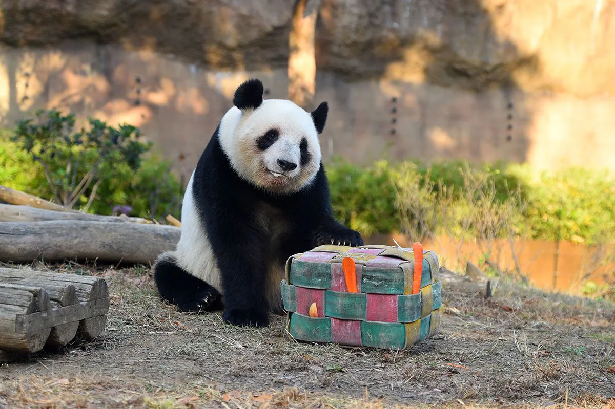 3回目】【1月24日～1月25日観覧用】上野動物園 パンダ観覧抽選券 