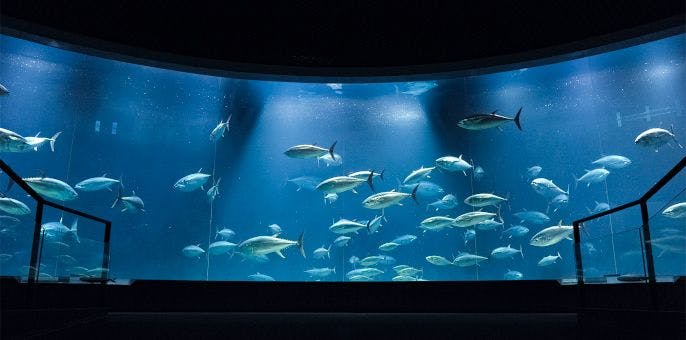 アソビューのチケット購入リンク画像