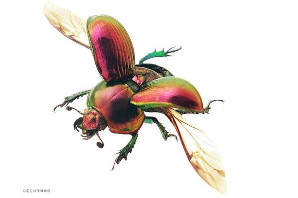 日時指定券】特別展「昆虫 MANIAC」 (国立科学博物館)|アソビュー! 日時指定券】特別展「昆虫 MANIAC」 (国立科学博物館)|アソビュー!