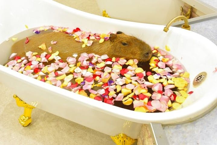 アニタッチPARKイオンモール太田