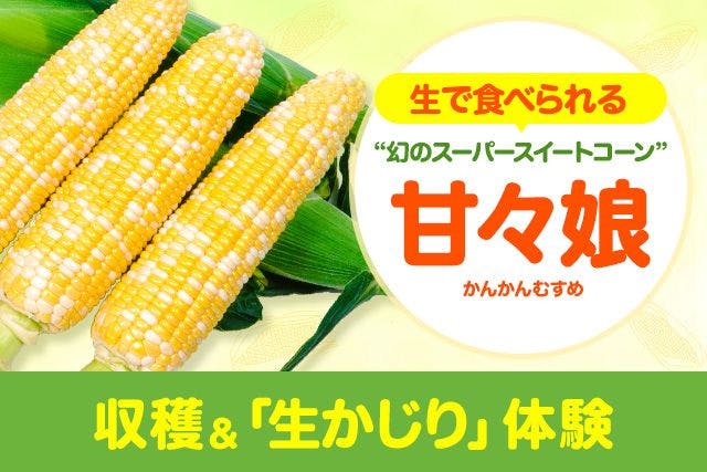 阪南市　スーパースイートコーン「甘々娘」収穫体験祭