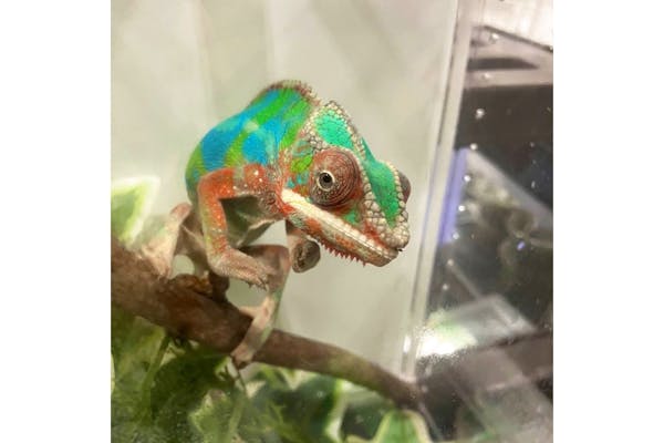 前売券】レプタイルズフィーバー2025 ~小さな恐竜たちの世界~(7