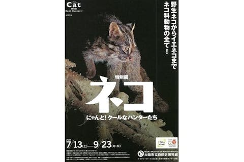 【当日券】特別展「ネコ」～にゃんと！クールなハンターたち～ 2024/7/13～9/23
