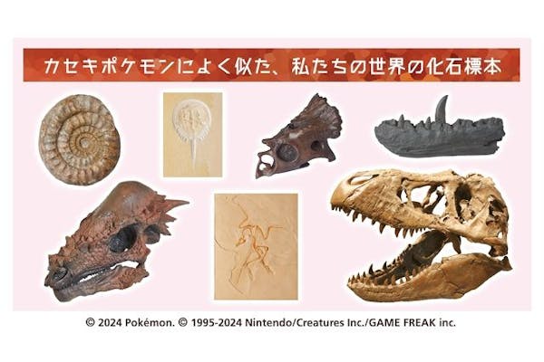 特別展「ポケモン化石博物館」 ＠岐阜県博物館（2024/7/19～10/27）｜アソビュー！