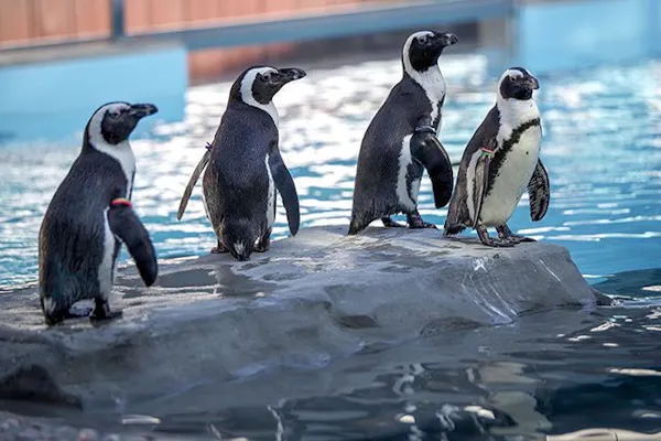 掛川花鳥園｜割引チケット・クーポンならアソビュー！