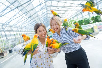 アソビュー限定/100円割引】掛川花鳥園体験プラン 鳥のエサ券1枚/ドリンク付｜アソビュー！