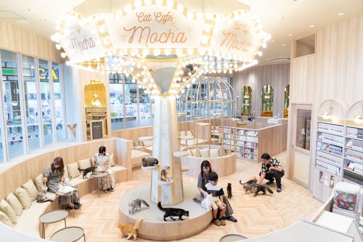 猫カフェモカ　イオンモール羽生店