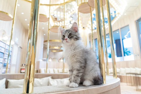 超特割！【平日・21％割引】猫カフェモカ　イオンモール羽生　入場券（ドリンクバー・猫ちゃん用おやつ）