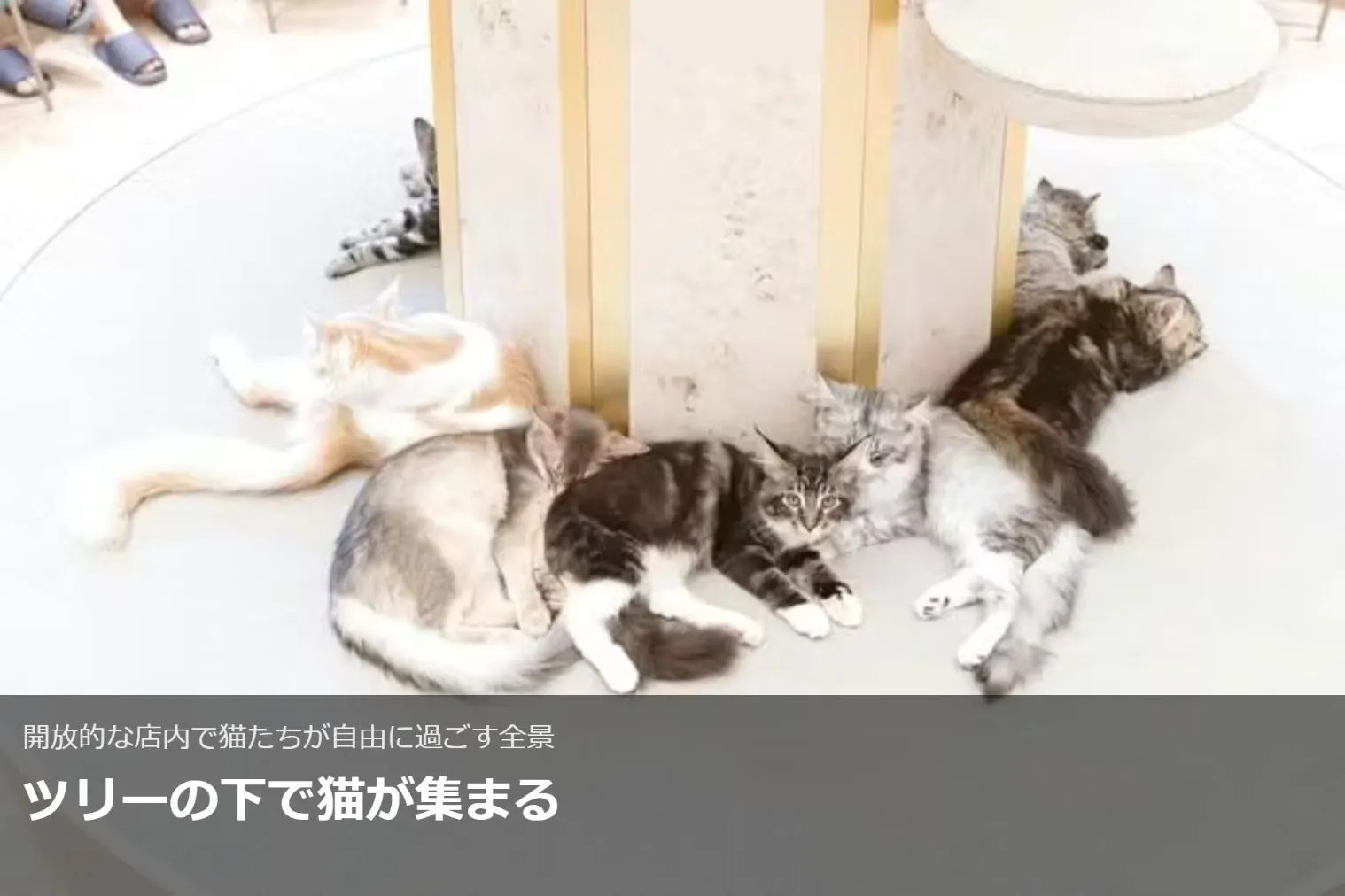 超特割！【20％割引】猫カフェモカ イオンモール羽生 入場チケット