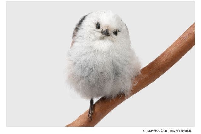 当日券】特別展「鳥~ゲノム解析が解き明かす新しい鳥類の系統 当日券】特別展「鳥~ゲノム解析が解き明かす新しい鳥類の系統