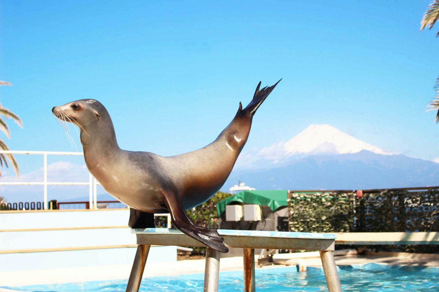 超特割！【最大33％割引】無人島がまるまるリゾート空間！？あわしまマリンパーク入園券（往復乗船代込）