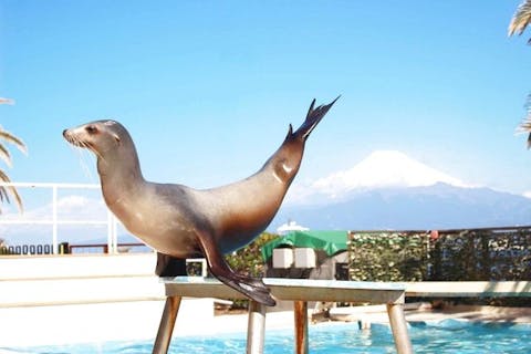 超特割！【最大20％割引】無人島がまるまるリゾート空間！？あわしまマリンパーク入園券（往復乗船代込）