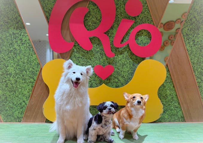 いぬカフェRio 新宿店
