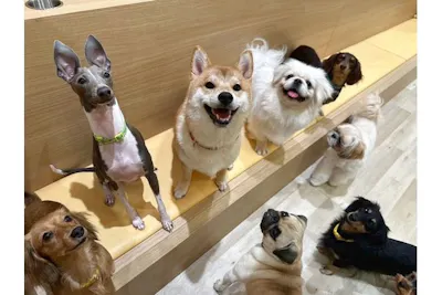 超特割！【30％割引】いぬカフェRio 新宿店（ドリンク飲み放題＋犬