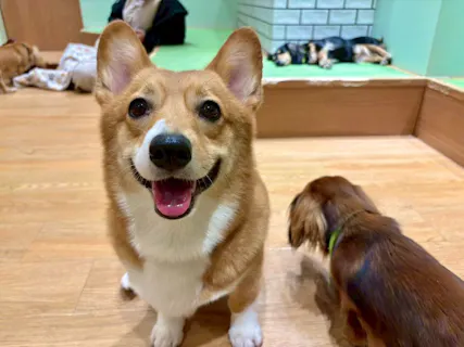 【新宿店に初めてご来店の方】 最大30％割引・いぬカフェRio 新宿店（ドリンク飲み放題＋犬おやつ付き）