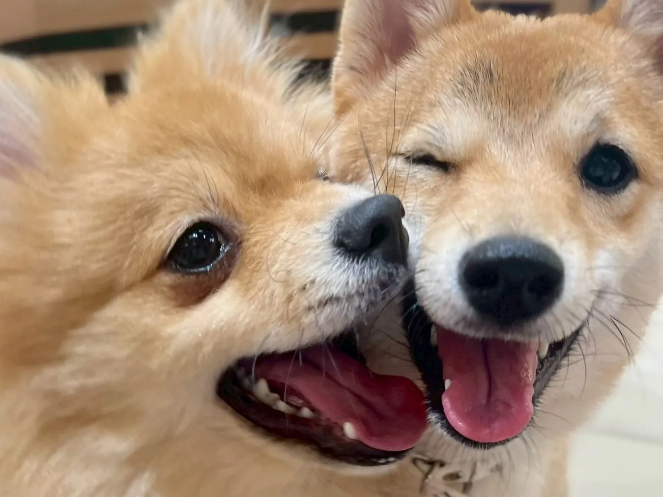 超特割！【30％割引】いぬカフェRio 鎌倉店（ドリンク飲み放題＋犬おやつ付き）