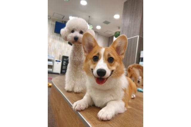芸能人愛用 超特割！【30％割引】いぬカフェRio 秋葉原店（ドリンク飲み放題 その他