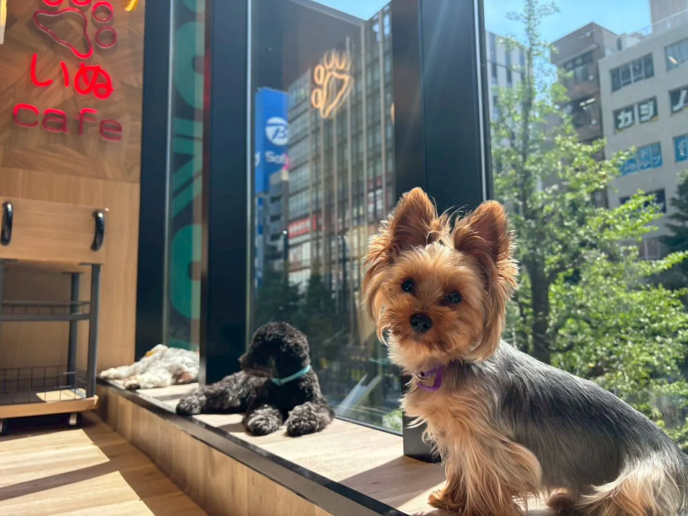 超特割！【30％割引】いぬカフェRio 秋葉原店（ドリンク飲み放題＋犬おやつ付き）