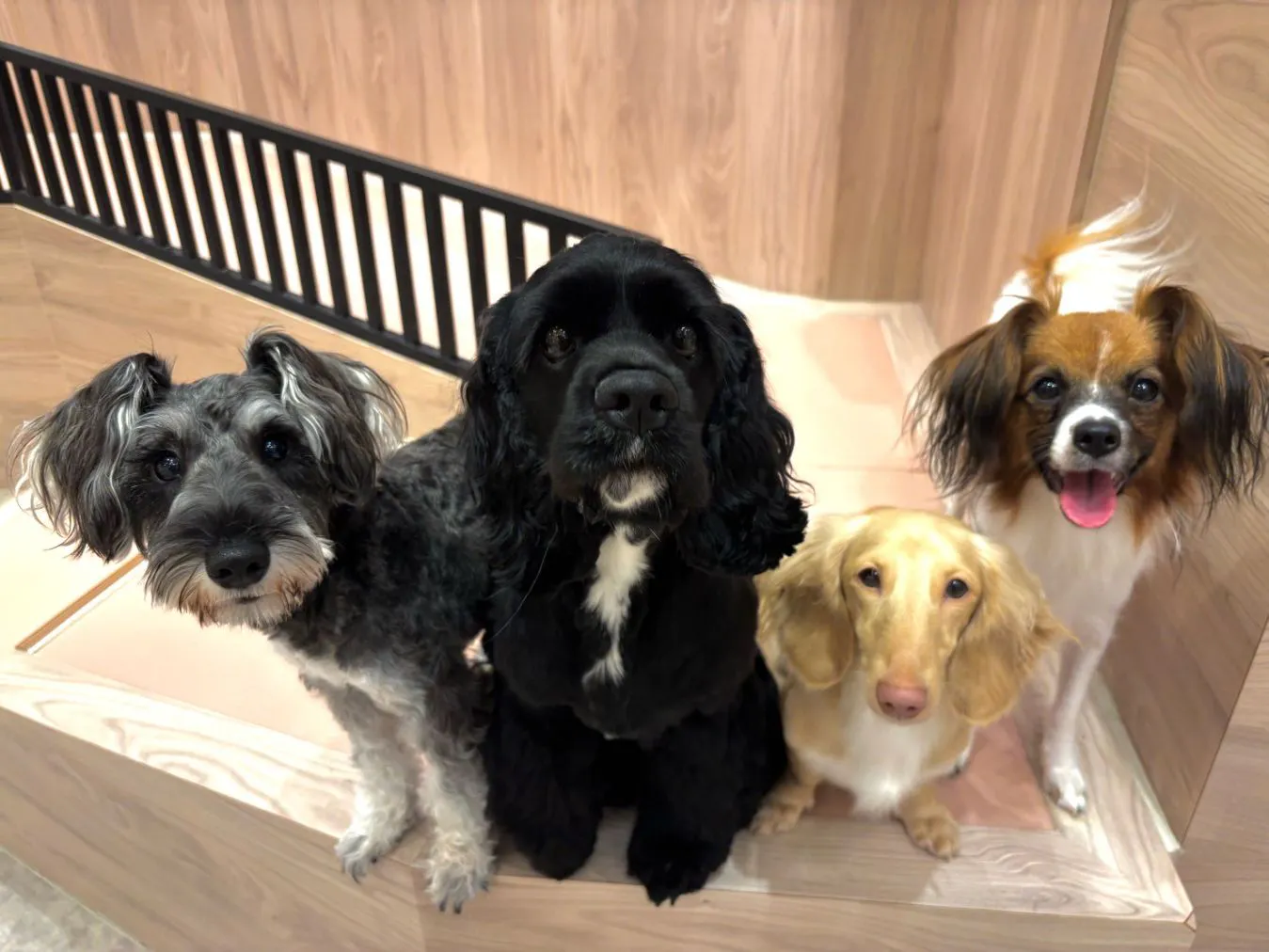 超特割！【30％割引】いぬカフェRio 富士見店（ドリンク飲み放題＋犬おやつ付き）