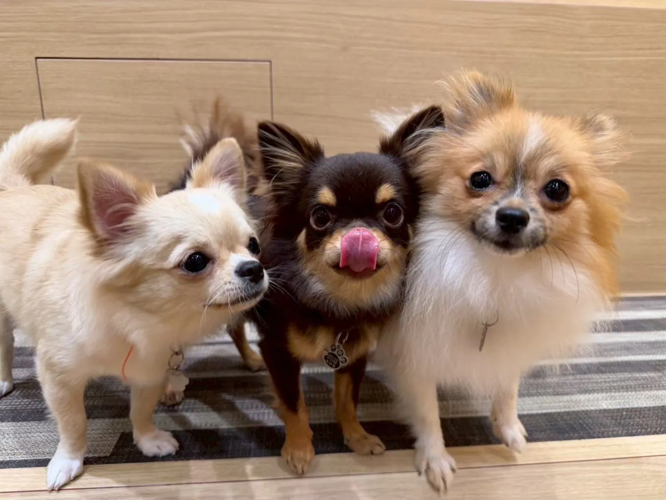 超特割！【30％割引】いぬカフェRio 大分店（ドリンク飲み放題＋犬おやつ付き）