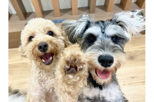 超特割！【30％割引】いぬカフェRio 大分店（ドリンク飲み放題＋犬おやつ付き）