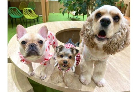 超特割！【30％割引】いぬカフェRioイオンモール宮崎店（ドリンク飲み放題＋犬おやつ付き）