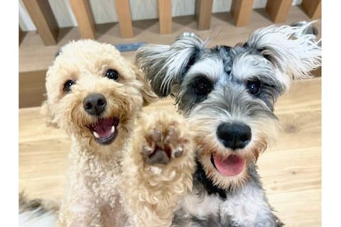 超特割！【30％割引】いぬカフェRio 京都店（ドリンク飲み放題＋犬おやつ付き）